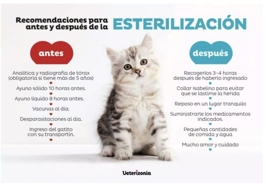 Guía completa: Cuidados postoperatorios para la esterilización de tu gato 3 La importancia de esterilizar a tu gata de forma gratuita: Beneficios para su salud y bienestar