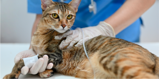 Guía completa: Cuidados postoperatorios para la esterilización de tu gato 2 guia completa cuidados postoperatorios para la esterilizacion de tu gato97