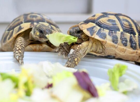 Alimentos esenciales para cuidar y nutrir a tus tortugas de tierra