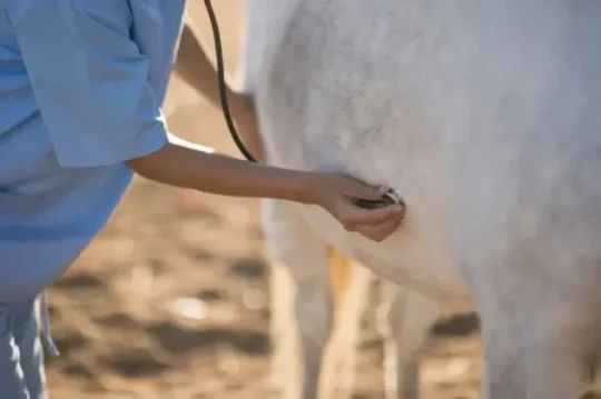 Guía completa de los diferentes tipos de cólico equino: síntomas, tratamiento y prevención 3 Señales claves para identificar un cólico en tu caballo