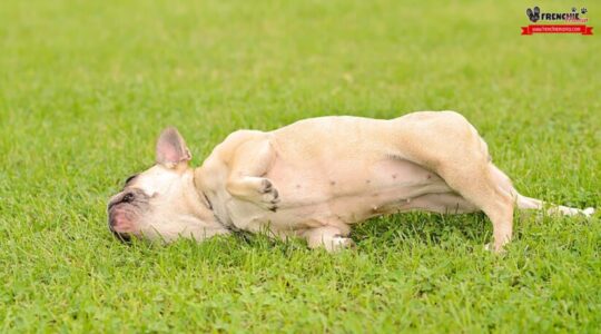 Consejos efectivos para aliviar y tratar las patas enrojecidas de tu perro