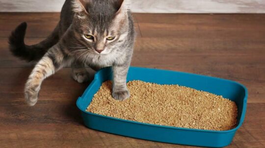 Tratamiento de la insuficiencia renal en felinos