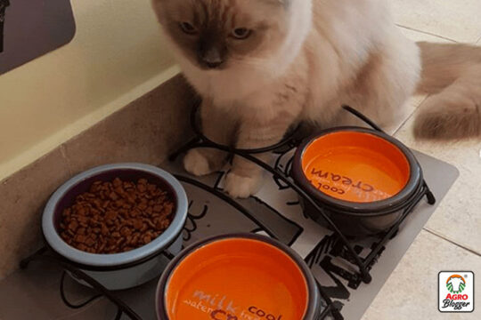 Guía completa: La mejor comida líquida para gatos, ¡alimenta a tu felino con lo mejor! 1 guia completa la mejor comida liquida para gatos alimenta a tu felino con lo mejor11
