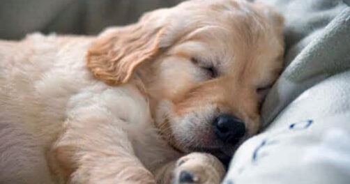 Guía completa para calmar a tu perro que llora por las noches 2 guia completa para calmar a tu perro que llora por las noches1