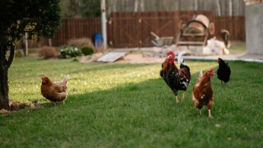 Guía completa para criar gallinas en casa: todo lo que necesitas saber 3 Alimentación clave para aumentar la producción de huevos en gallinas