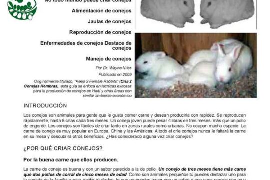 Guía completa para cuidar a las crías de conejo: consejos y cuidados 3 Consejos imprescindibles para preparar un nido acogedor para conejos