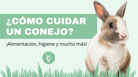 Guía completa para cuidar a las crías de conejo: consejos y cuidados 2 guia completa para cuidar a las crias de conejo consejos y cuidados58