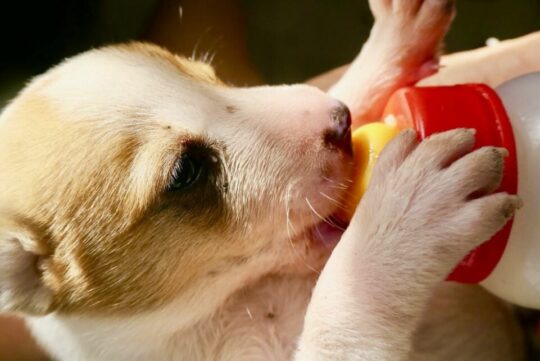 Guía completa para cuidar a tu Pitbull de 50 días: consejos de un veterinario experto 1 guia completa para cuidar a tu pitbull de 50 dias consejos de un veterinario