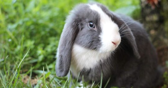 Guía completa para cuidar conejos belier adultos: consejos y cuidados imprescindibles 3 Explora las preferencias y gustos de los adorables conejos Belier