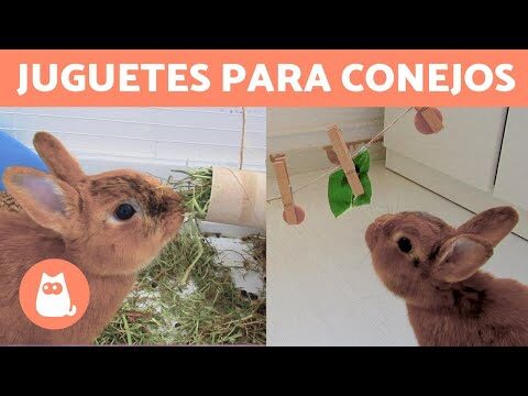 Guía completa para cuidar conejos belier adultos: consejos y cuidados imprescindibles 2 guia completa para cuidar conejos belier adultos consejos y cuidados imprescindibles80