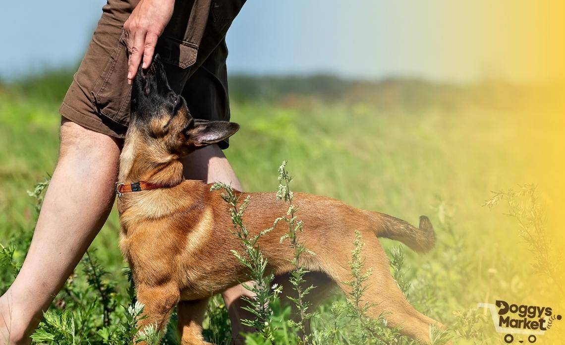 Guía completa para cuidar crías de pavos reales: consejos de un veterinario experto 1 guia completa para cuidar crias de pavos reales consejos de un veterinario