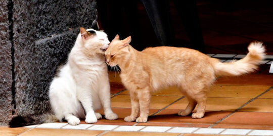 Guía completa para cuidar gatos mayores de 15 años y asegurarles una vida feliz 1 guia completa para cuidar gatos mayores de 15 anos y asegurarles una vida feliz65