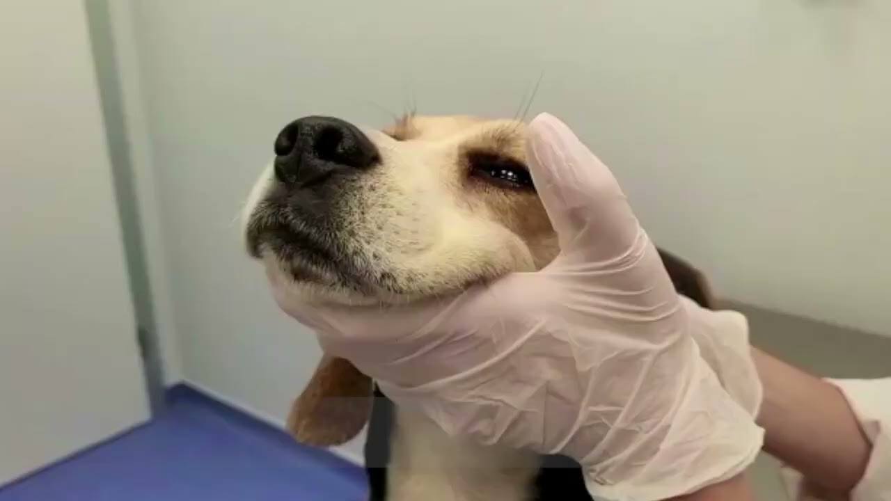guia completa para curar la otitis en perros consejos y tratamientos eficaces