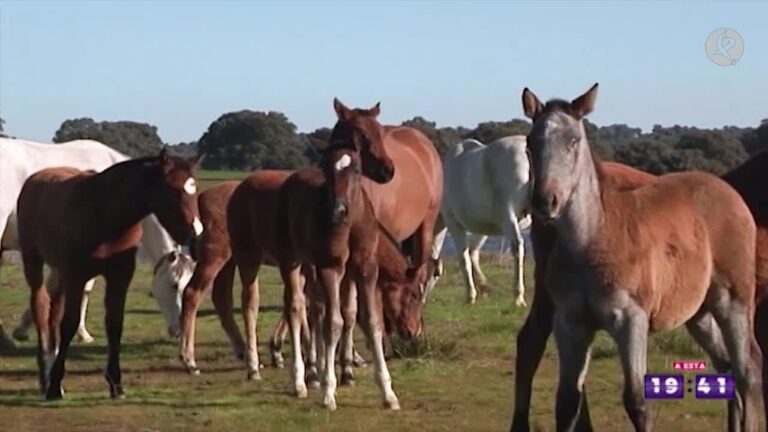guia completa para el desarrollo optimo de un caballo consejos y cuidados
