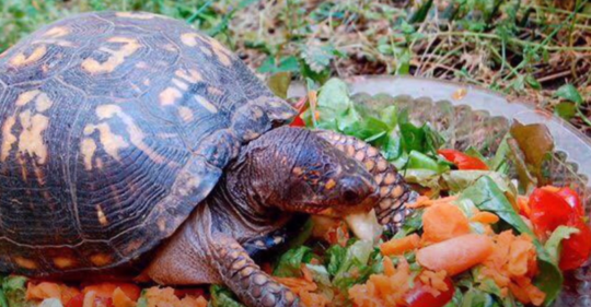 Guía completa para el desarrollo y crecimiento saludable de tu tortuga 1 guia completa para el desarrollo y crecimiento saludable de tu tortuga90