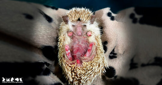 Guía completa para entender y prevenir los cristales en la orina de los perros 2 guia completa para entender y prevenir los cristales en la orina de los perros39