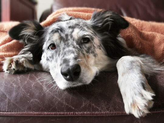 Guía completa para identificar y tratar bultos en la cabeza de tu perro 2 guia completa para identificar y tratar bultos en la cabeza de tu perro75