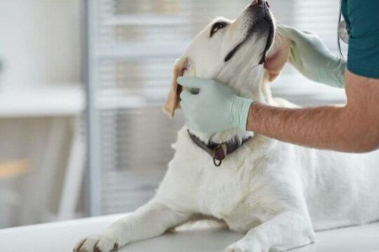 Guía completa para identificar y tratar bultos en la cabeza de tu perro 3 Detectando anomalías: Cómo distinguir entre un quiste y un tumor en tu perro