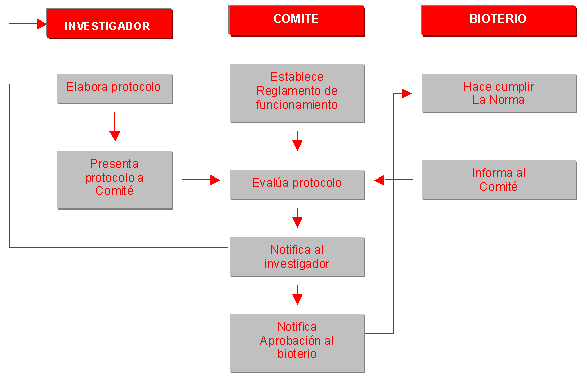 Guía completa para la cría exitosa de pavos: consejos, cuidados y recomendaciones 1 guia completa para la cria exitosa de pavos consejos cuidados y recomendaciones