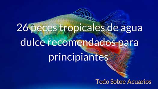 Guía completa para mantener peces pequeños en tu acuario 1 guia completa para mantener peces pequenos en tu acuario