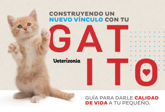 Guía completa para solucionar los problemas de uñas en gatos: consejos de un veterinario experto 3 Consejos prácticos para potenciar la salud de las uñas de tu gato