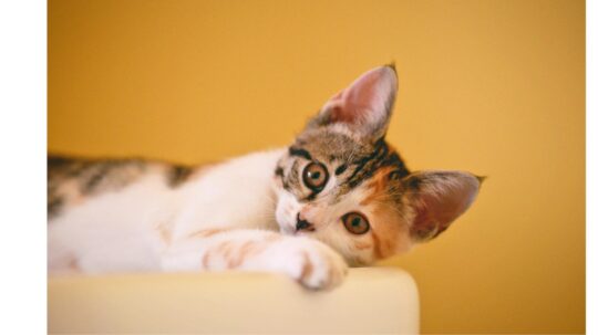 Guía completa para solucionar los problemas de uñas en gatos: consejos de un veterinario experto 2 guia completa para solucionar los problemas de unas en gatos consejos de un veterinario