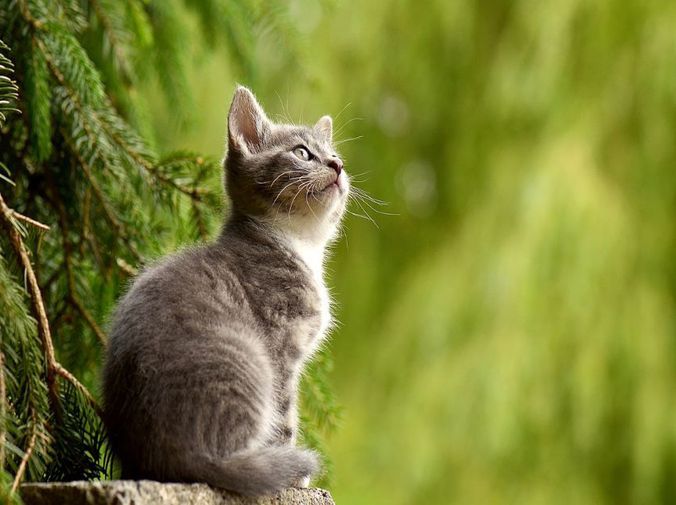 Guía completa para tratar la infección urinaria en gatos: síntomas, causas y tratamientos 1 guia completa para tratar la infeccion urinaria en gatos sintomas causas y tratamientos