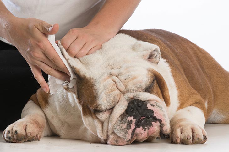 Guía completa para tratar la inflamación de oreja en perros: causas, síntomas y soluciones 1 guia completa para tratar la inflamacion de oreja en perros causas sintomas y soluciones