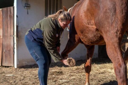 Desentra&ntilde;ando los misterios detr&aacute;s de la laminitis en caballos