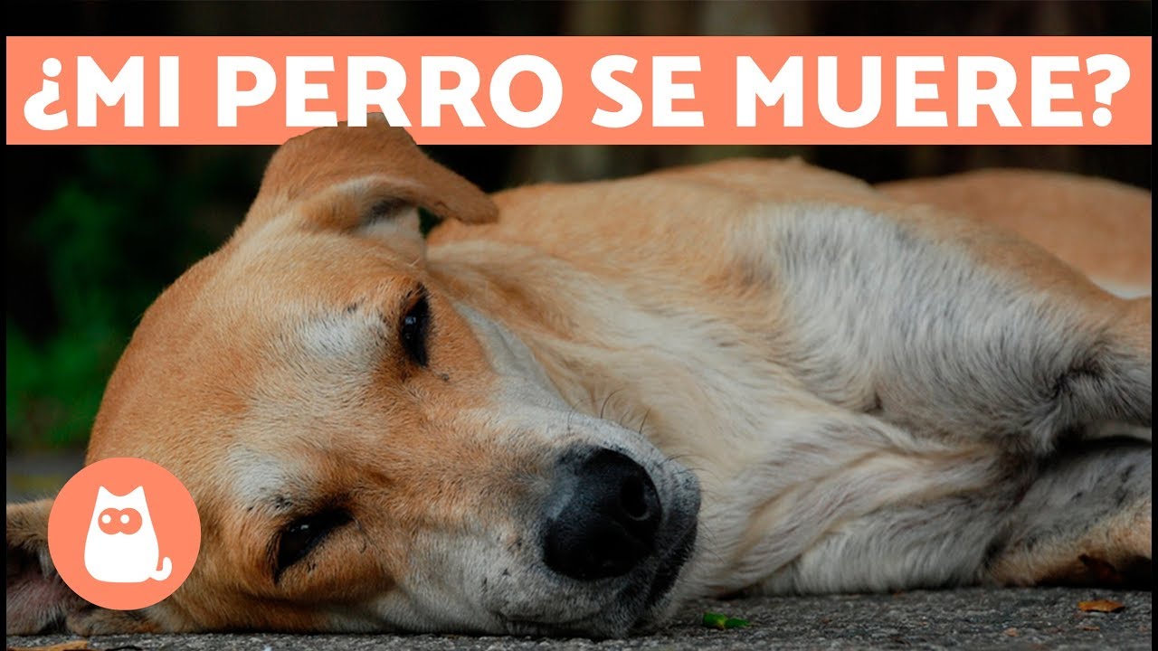 Guía completa: Remedios caseros para perro envenenado por sapo 1 guia completa remedios caseros para perro envenenado por sapo