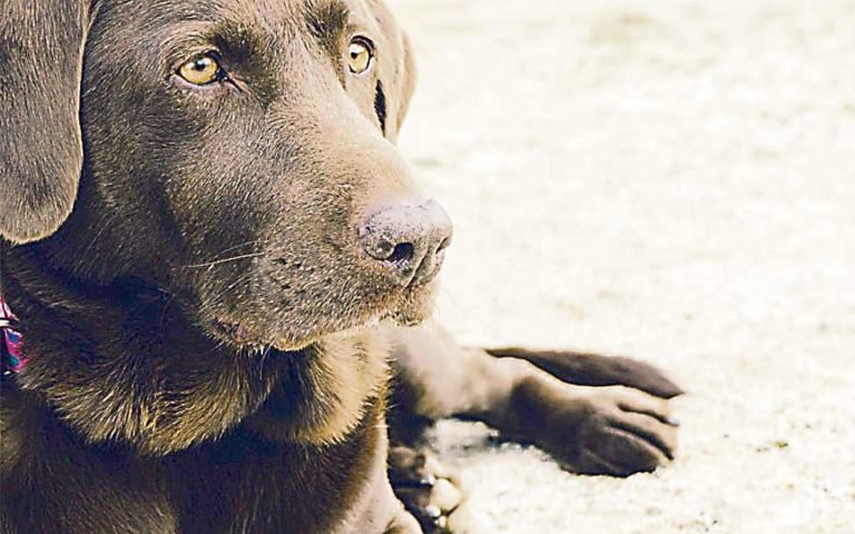 Guía definitiva para eliminar pulgas en perros: ¡adiós a las molestias! 1 guia definitiva para eliminar pulgas en perros adios a las molestias