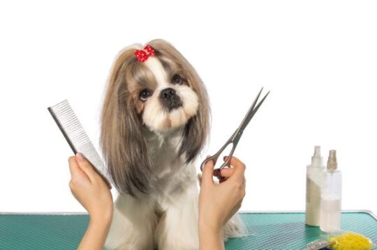 Guía experta para cortar el pelo de tu Bichón Maltés 1 guia experta para cortar el pelo de tu bichon maltes29