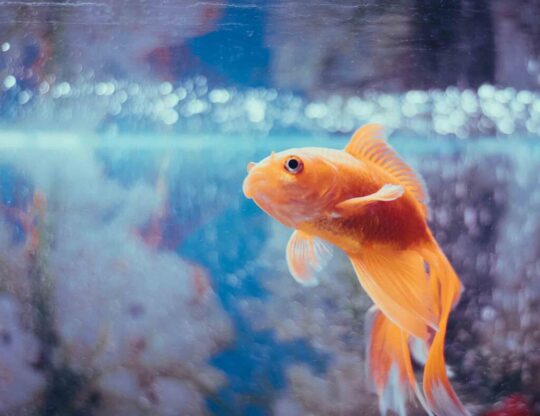 Guía para solucionar el problema de mi pez nadando de lado 3 El misterio detrás de la vejiga natatoria de los peces: una guía para entender su ubicación