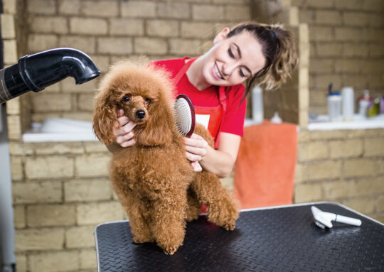 Guía práctica: Cómo bañar a tu perro caniche como un profesional 2 guia practica como banar a tu perro caniche como un profesional66