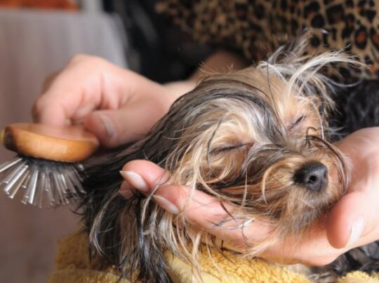 Guía práctica: Cómo bañar a tu perro caniche como un profesional 3 Mantén los oídos de tu perro felices y saludables durante el baño