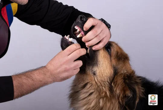 Guía rápida: Cómo inducir el vómito en perros de forma segura y eficaz 3 Los peligros de la ingesta de agua oxigenada en perros: Lo que debes saber