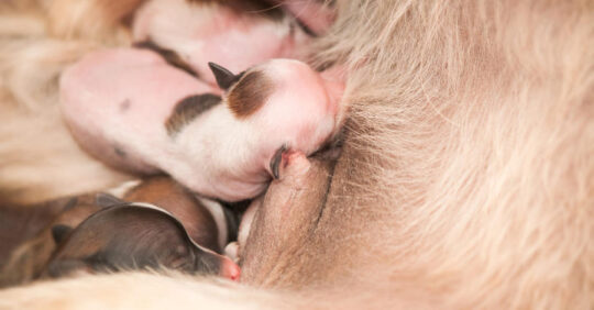 La reproducci&oacute;n canina: factores a considerar sobre la primera monta de tu perra