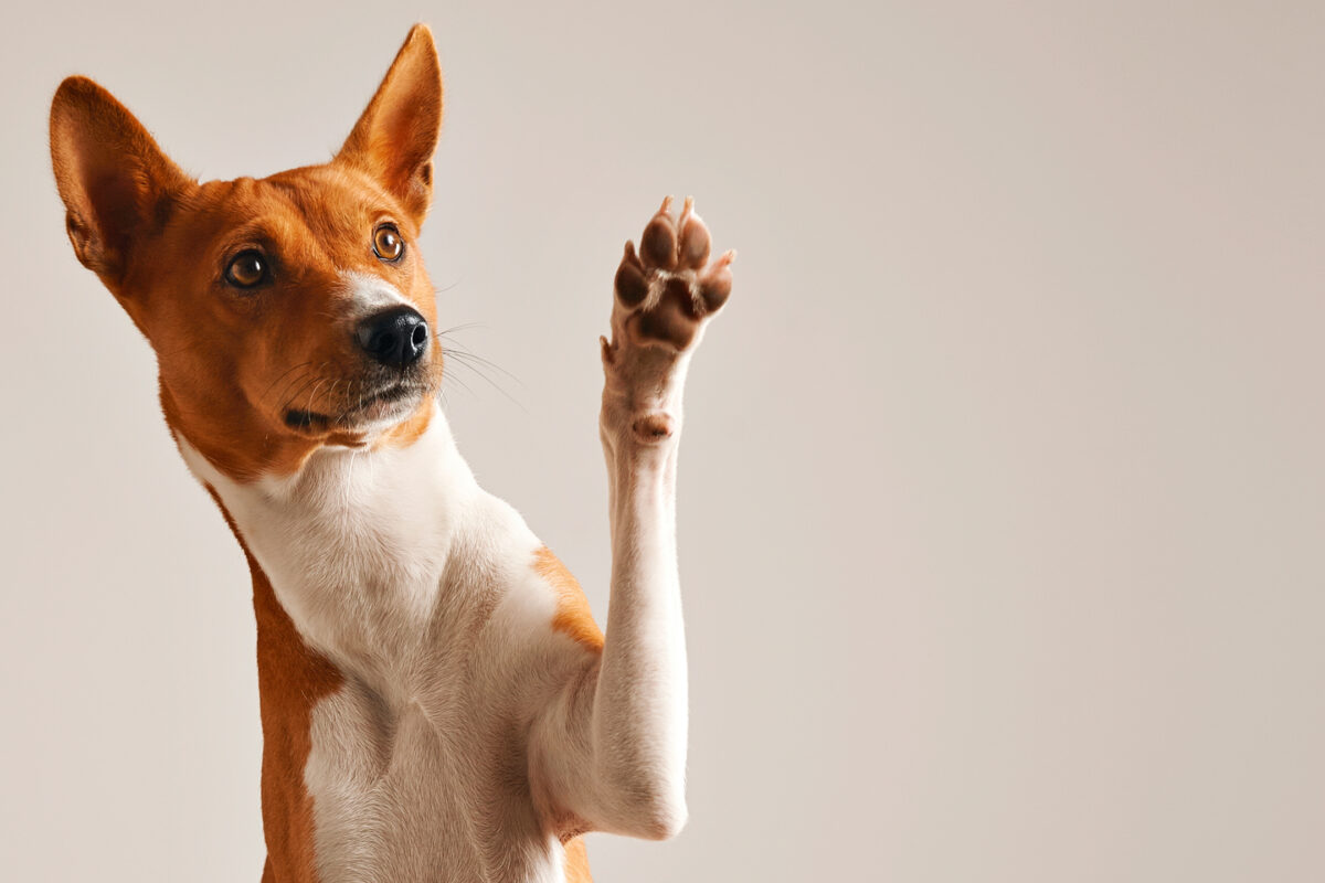 Harpagofito: La dosis perfecta para perros ¡Mejora su bienestar! 1 harpagofito la dosis perfecta para perros mejora su bienestar
