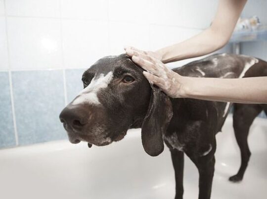 Hasta cuándo crecen los perros: el final del crecimiento canino revelado 1 hasta cuando crecen los perros el final del crecimiento canino revelado71
