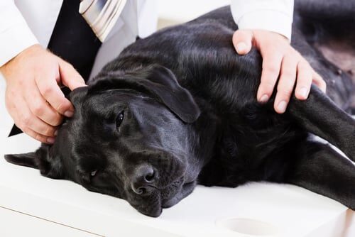 Una guía completa para identificar y diagnosticar el hemangiosarcoma en mascotas