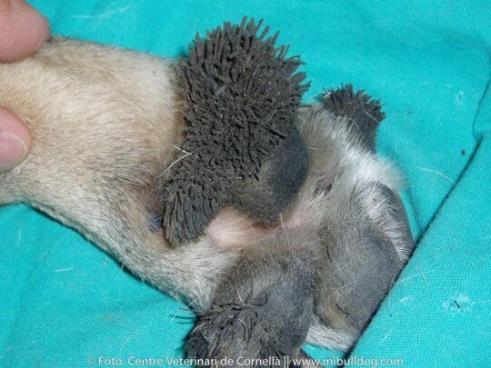 Hiperqueratosis en las almohadillas de los perros: causas, síntomas y tratamientos 3 Entendiendo la hiperqueratosis: una guía completa para cuidar las patas de tu mascota