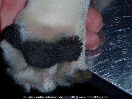 Hiperqueratosis en las almohadillas de los perros: causas, síntomas y tratamientos 2 hiperqueratosis en las almohadillas de los perros causas sintomas y tratamientos97