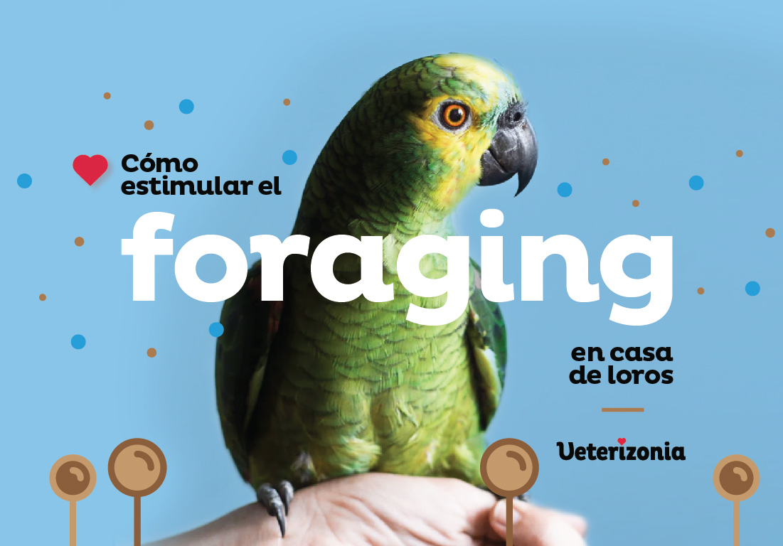 informacion del loro todo lo que necesitas saber