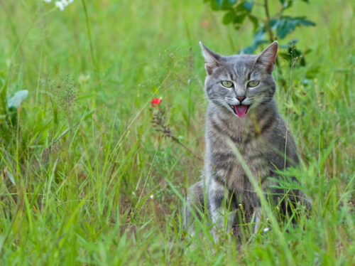 jadeo gatos razones62