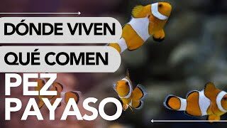 La alimentación ideal para el pez payaso: consejos esenciales 3 Los secretos de los peces payaso: revelando sus preferencias y comportamientos acuáticos