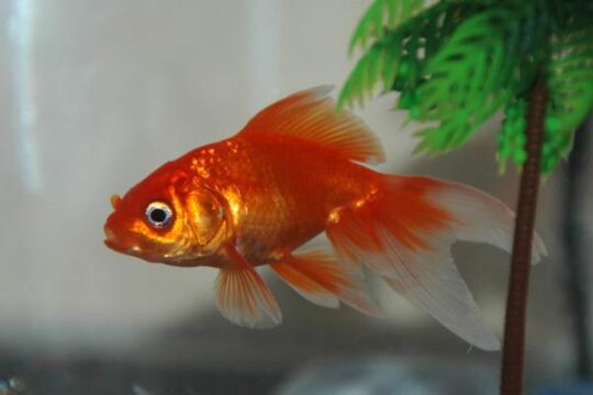 La alimentación ideal para tu pez goldfish: frecuencia y cantidad 3 Alimentando a tus peces: el equilibrio perfecto para una dieta saludable