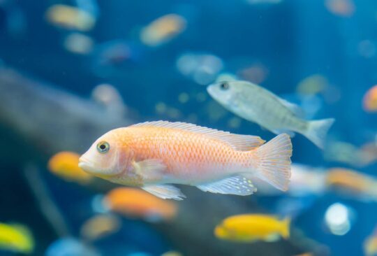 La alimentación ideal para tu pez goldfish: frecuencia y cantidad 2 la alimentacion ideal para tu pez goldfish frecuencia y cantidad86