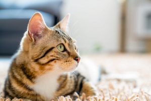 la alimentacion ideal para un gatito de 1 mes guia completa del veterinario