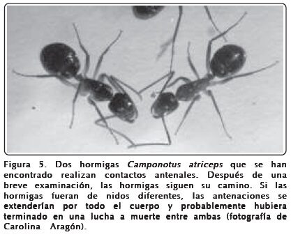 La asombrosa longevidad de una hormiga reina: ¿Cuánto tiempo puede vivir? 3 La fascinante longevidad de las hormigas rojas: ¿Cuánto tiempo pueden vivir?