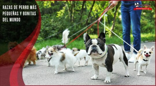 Aprende a identificar si tienes un rat&oacute;n de Praga en casa con estos consejos expertos.